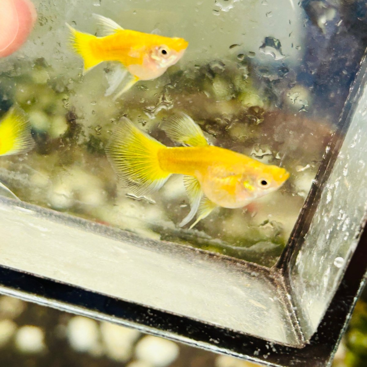 Guppy Fish 24K Gold Short Body Live Guppy Fish Female RB guppy