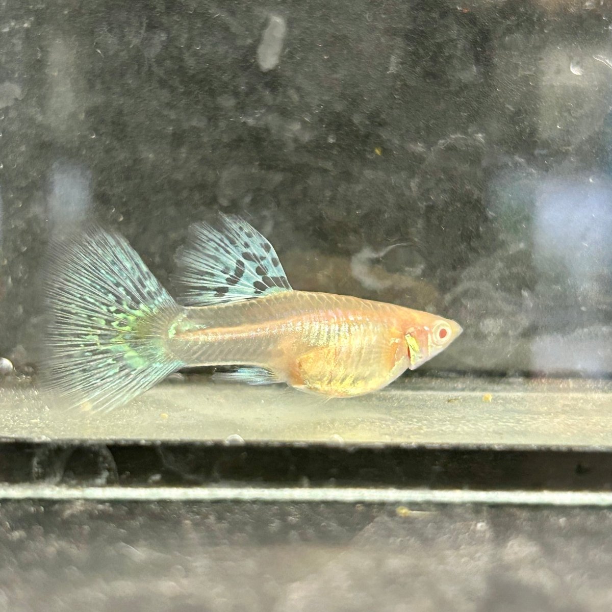 Guppy Fish Blue Grass Albino