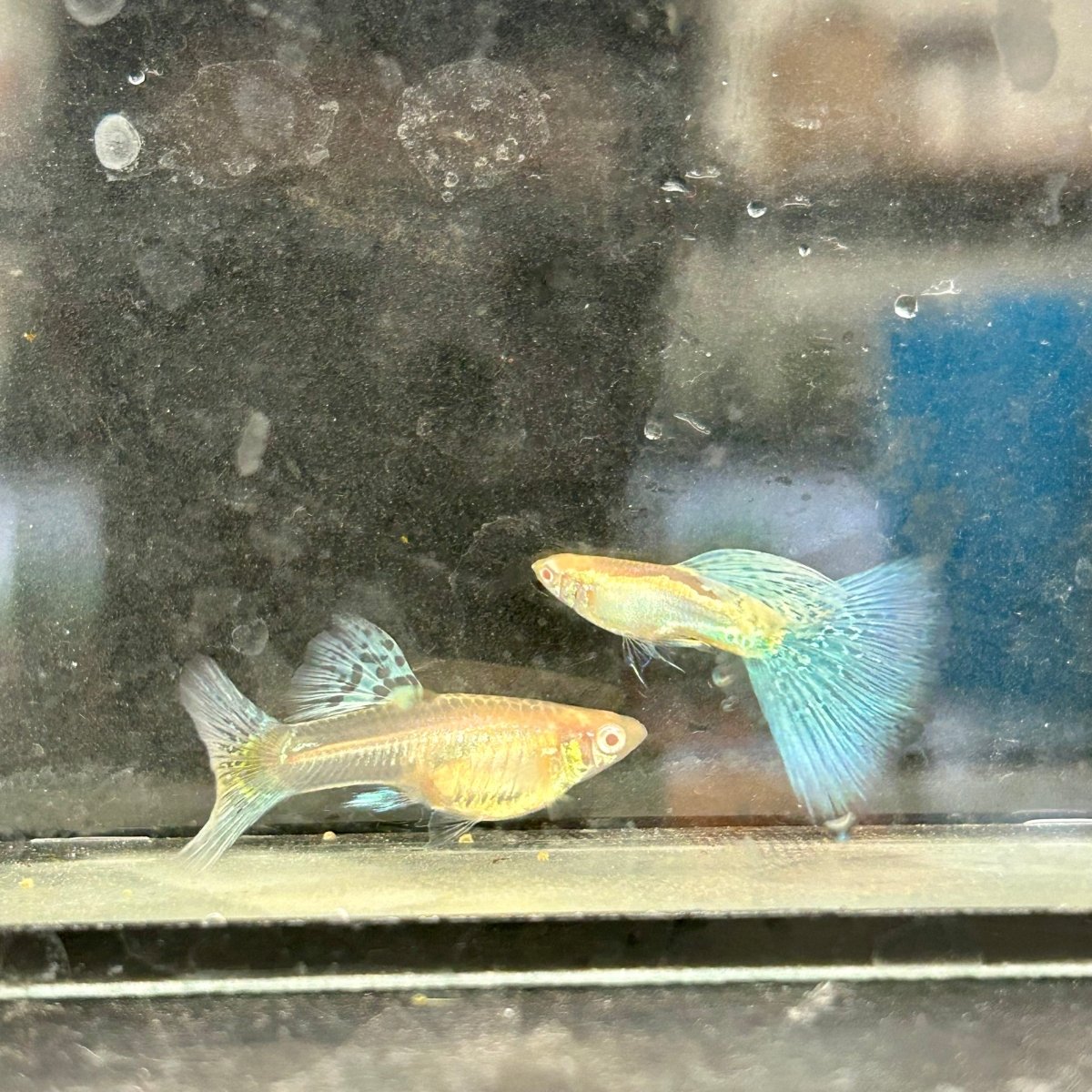 Guppy Fish Albino Blue Grass