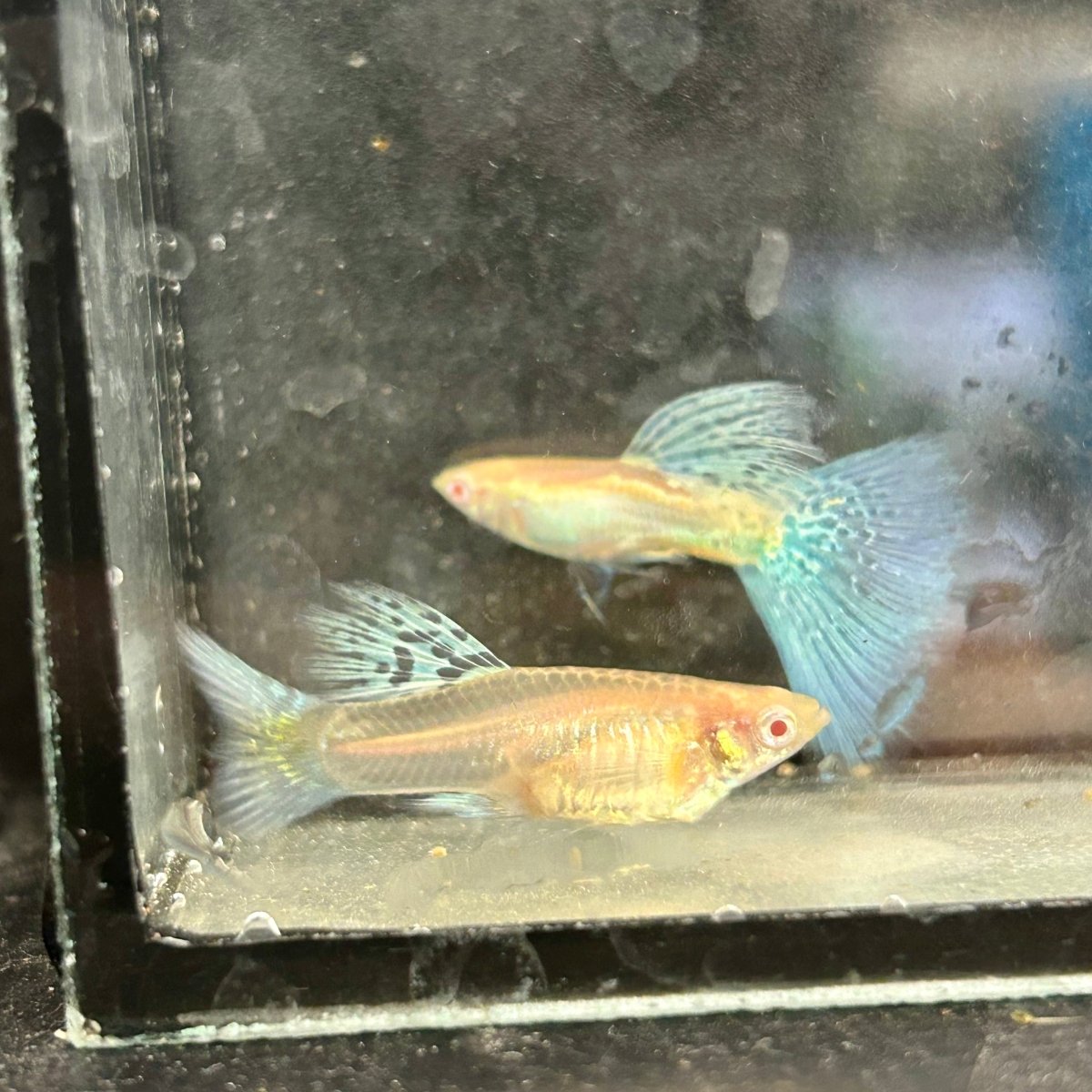 Guppy Fish Albino Blue Grass