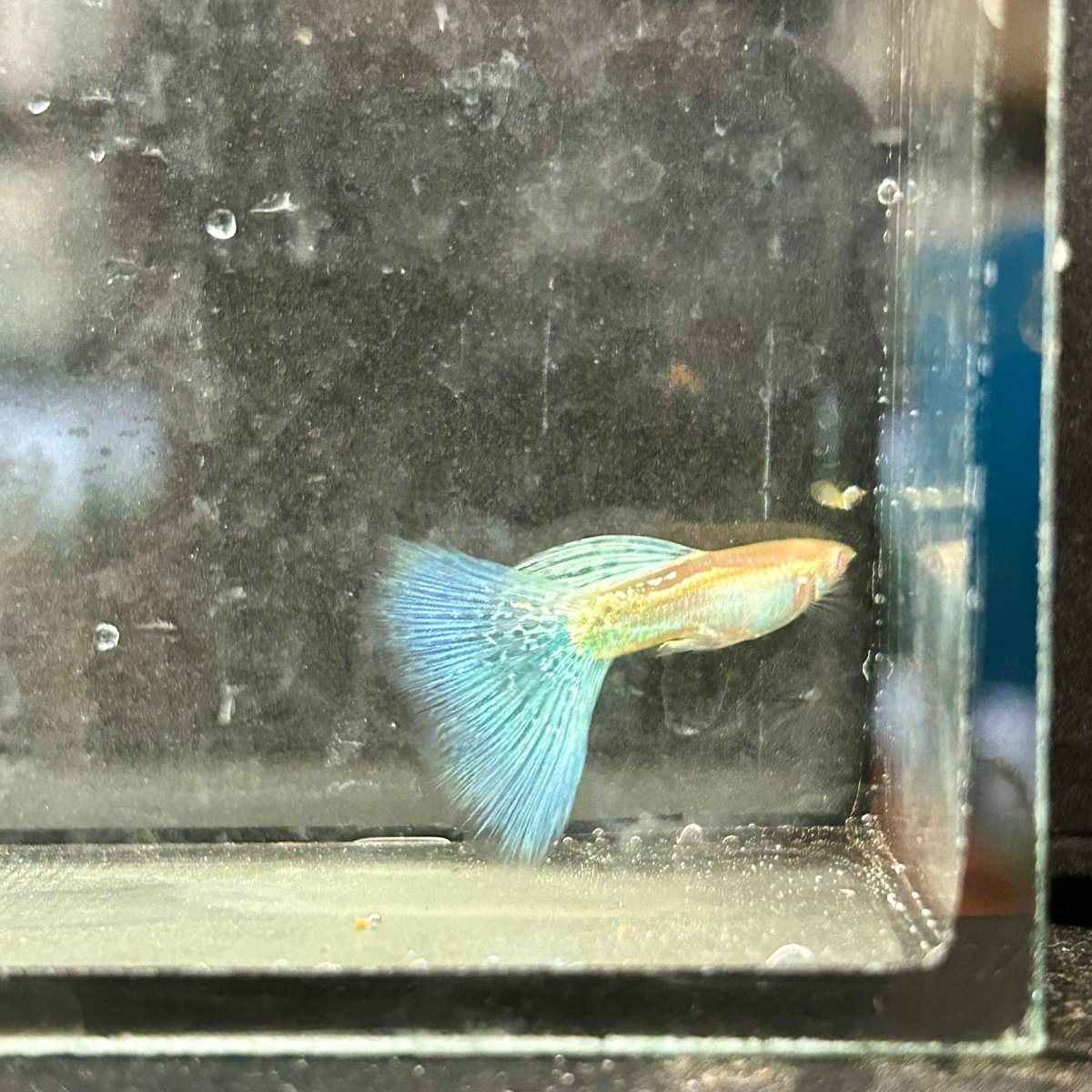 Guppy Fish Albino Blue Grass