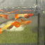 Guppy Fish Albino Koi Red Short Glassbelly Live Guppy Fish Male guppy