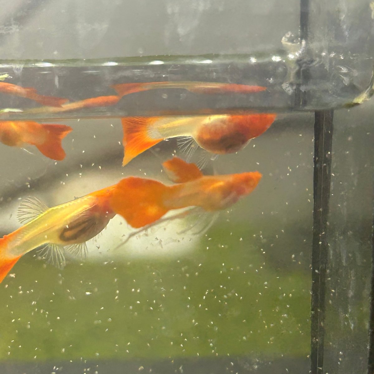 Guppy Fish Albino Koi Red Short Glassbelly