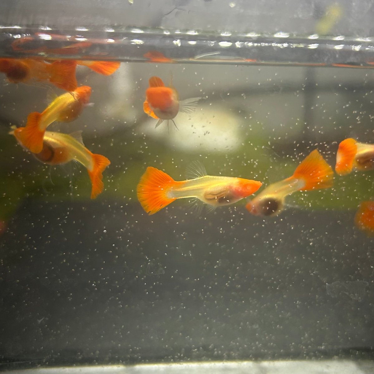 Guppy Fish Albino Koi Red Short Glassbelly