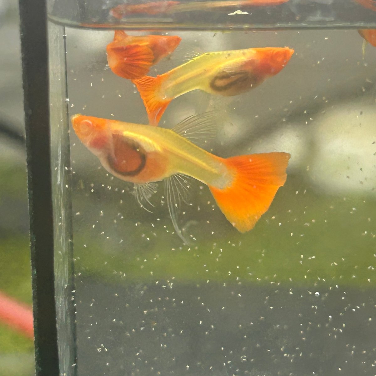 Guppy Fish Albino Koi Red Short Glassbelly