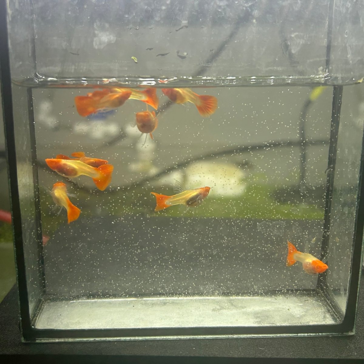 Guppy Fish Albino Koi Red Short Glassbelly