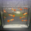Guppy Fish Albino Koi Red Short Glassbelly Live Guppy Fish Male guppy