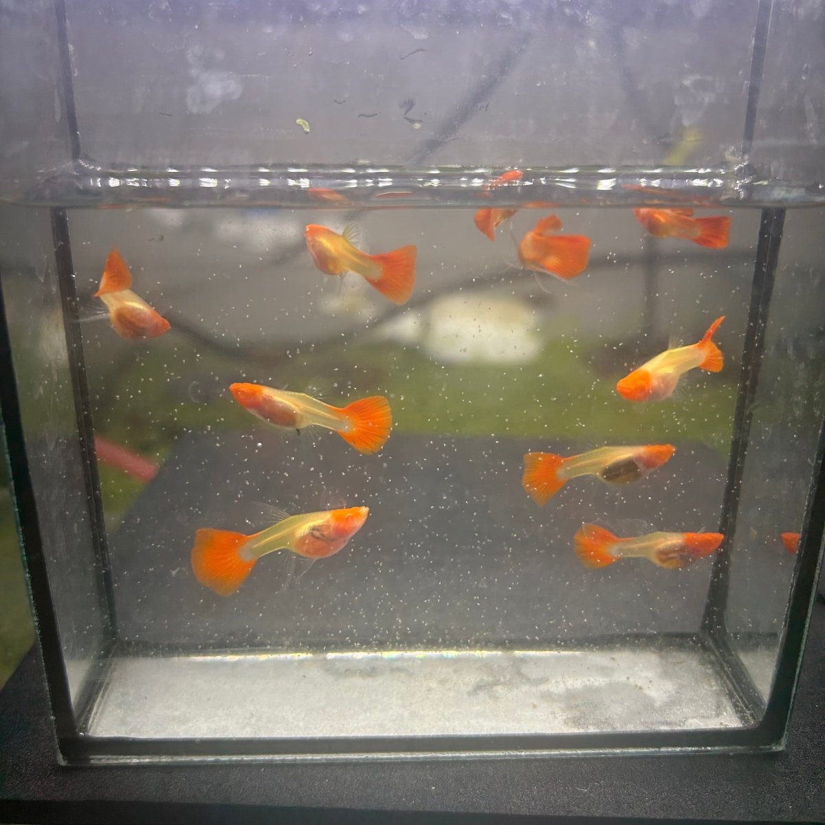 Guppy Fish Albino Koi Red Short Glassbelly