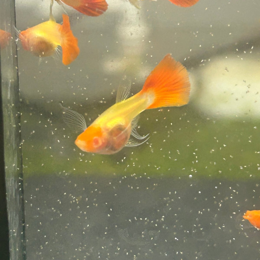 Guppy Fish Albino Koi Red Short Glassbelly Live Guppy Fish Male guppy