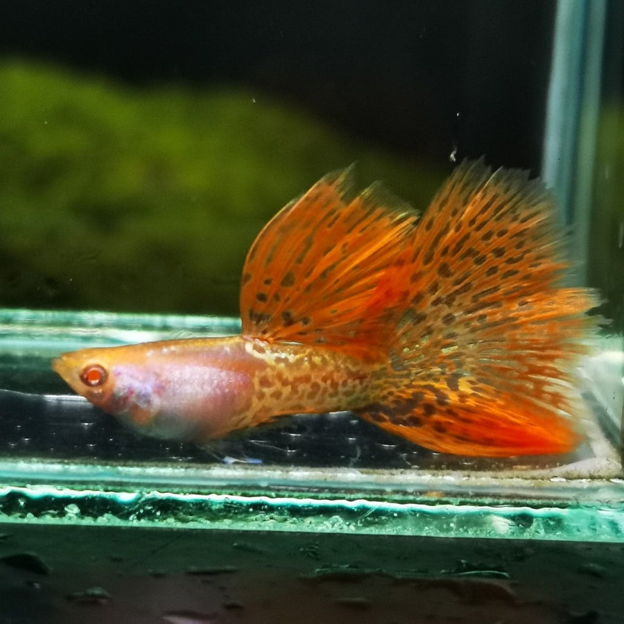 Guppy Fish Albino Metal Red Lace
