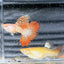 Guppy Fish Albino Metal Red Lace