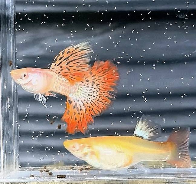 Guppy Fish Albino Metal Red Lace
