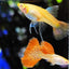 Guppy Fish Albino Metal Red Lace