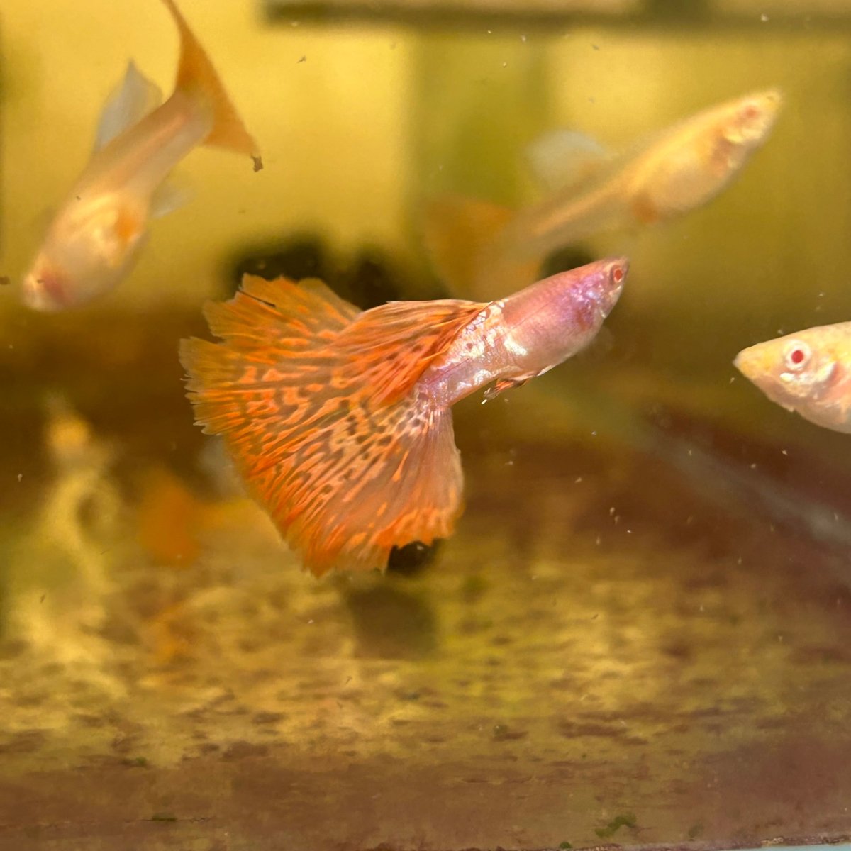 Guppy Fish Albino Red Lace