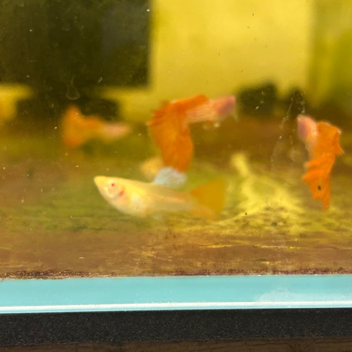 Guppy Fish Albino Metal Red Lace