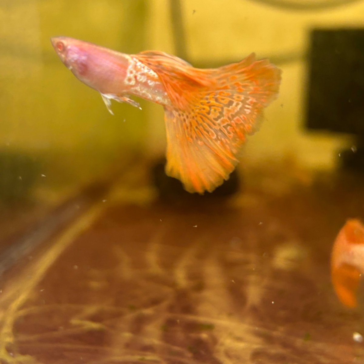 Guppy Fish Albino Metal Red Lace