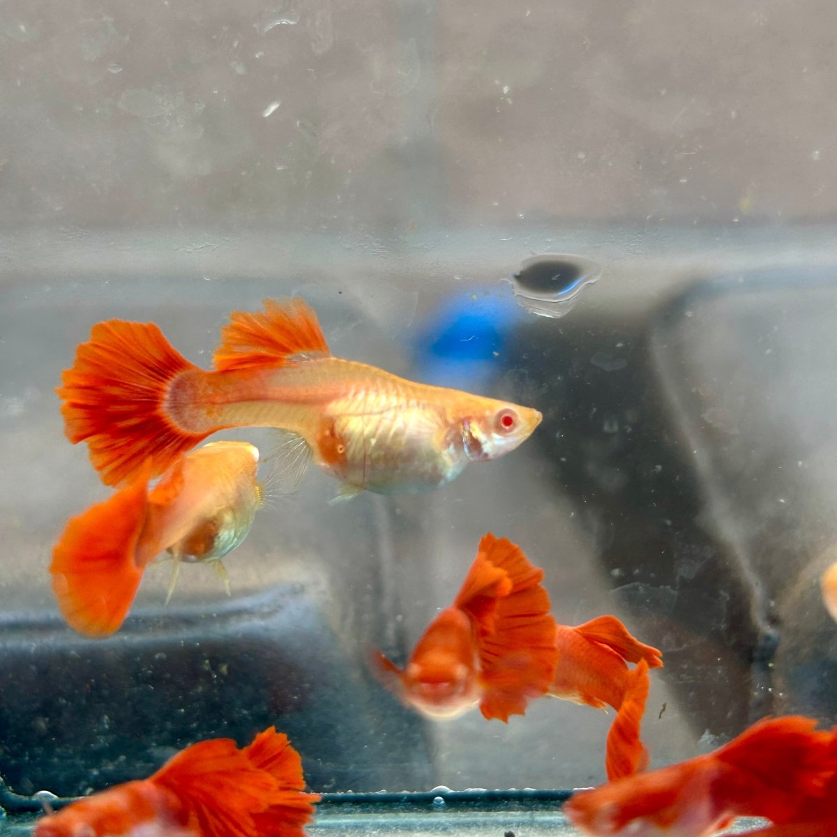 Guppy Fish Albino Red Rose