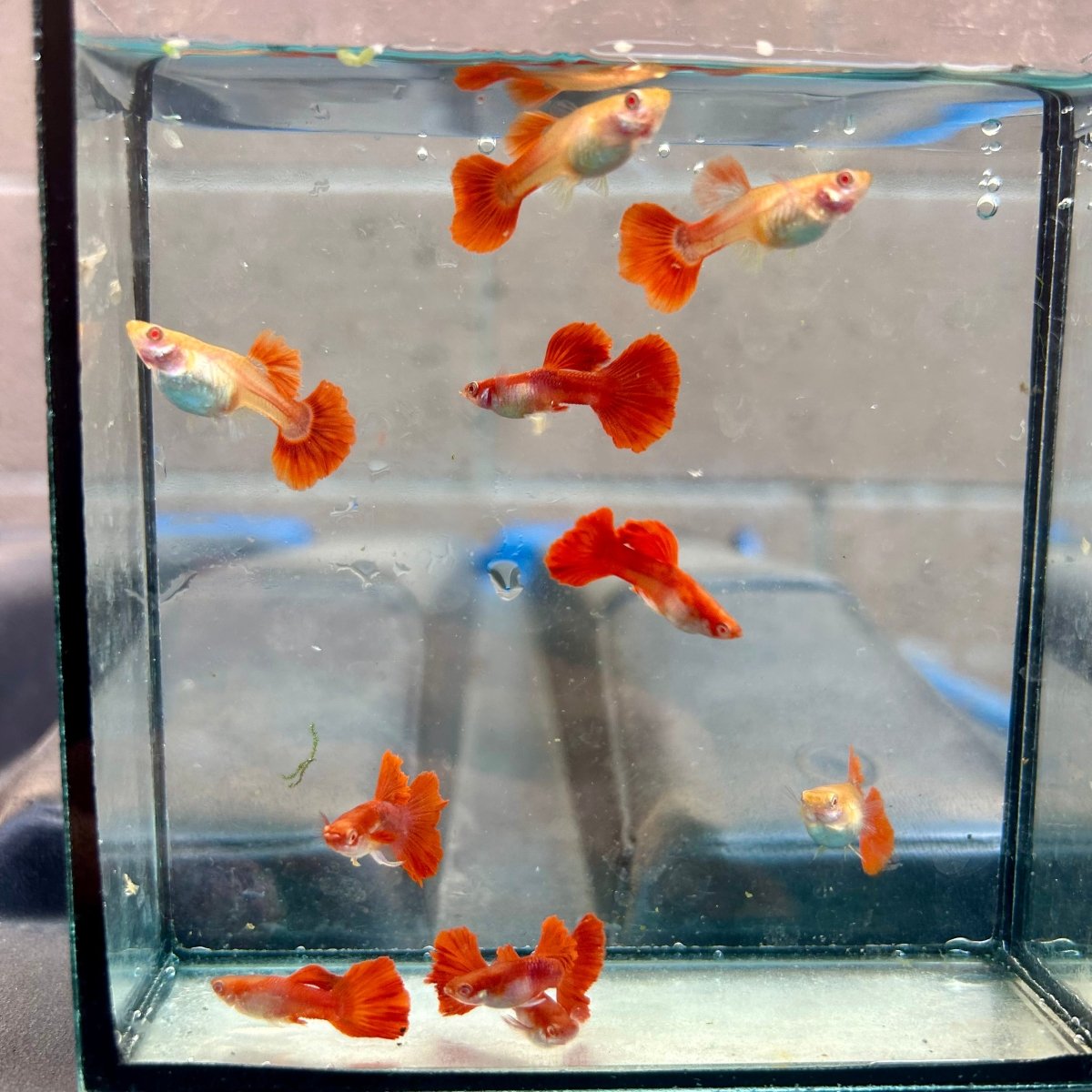 Guppy Fish Albino Red Rose