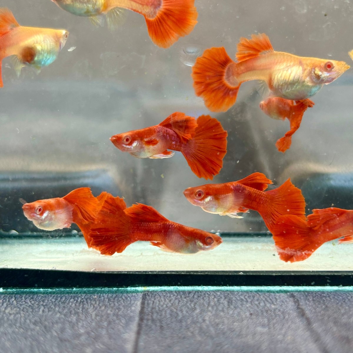 Guppy Fish Albino Red Rose
