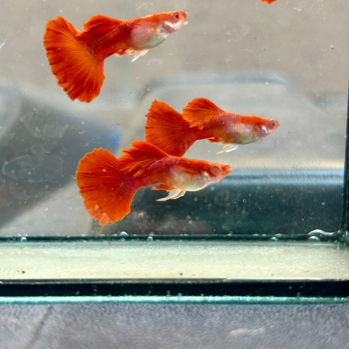 Guppy Fish Albino Red Rose