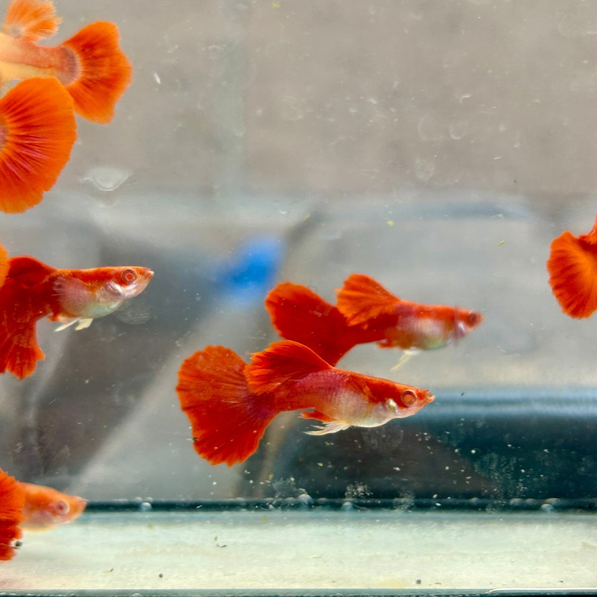 Guppy Fish Albino Red Rose