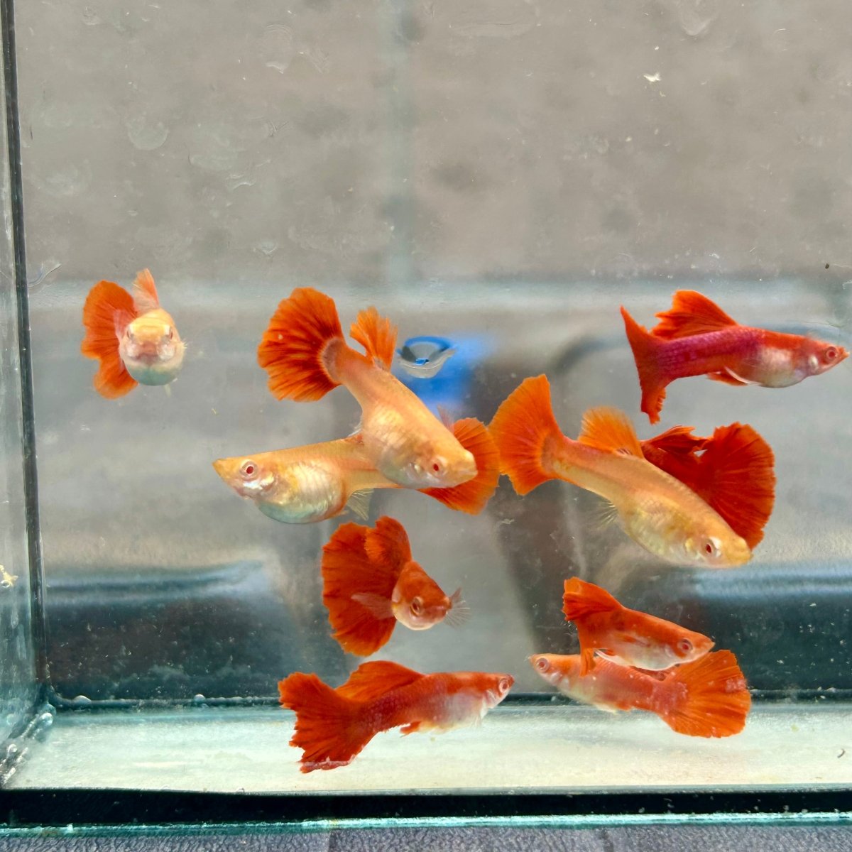 Guppy Fish Albino Red Rose