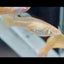 Guppy Fish Albino Yellow Lace