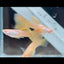 Guppy Fish Albino Yellow Lace