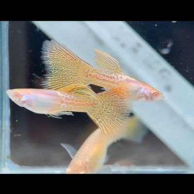 Guppy Fish Albino Yellow Lace