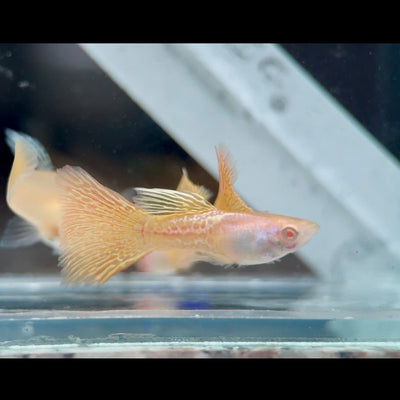 Guppy Fish Albino Yellow Lace