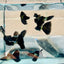 Guppy Fish Black Metal Live Guppy Fish Male guppy