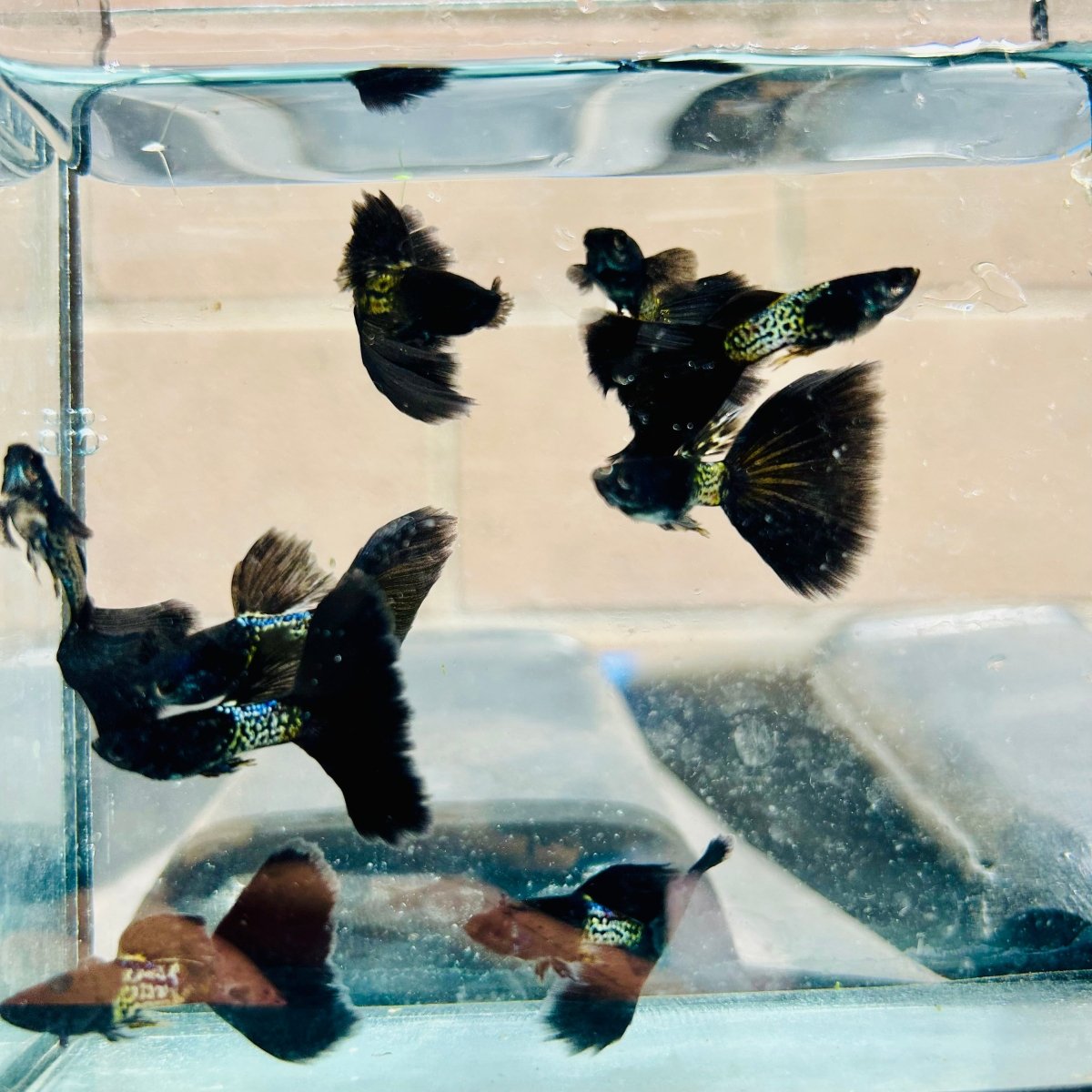 Guppy Fish Black Metal Live Guppy Fish Male guppy