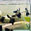 Guppy Fish Black Metal Live Guppy Fish Male guppy