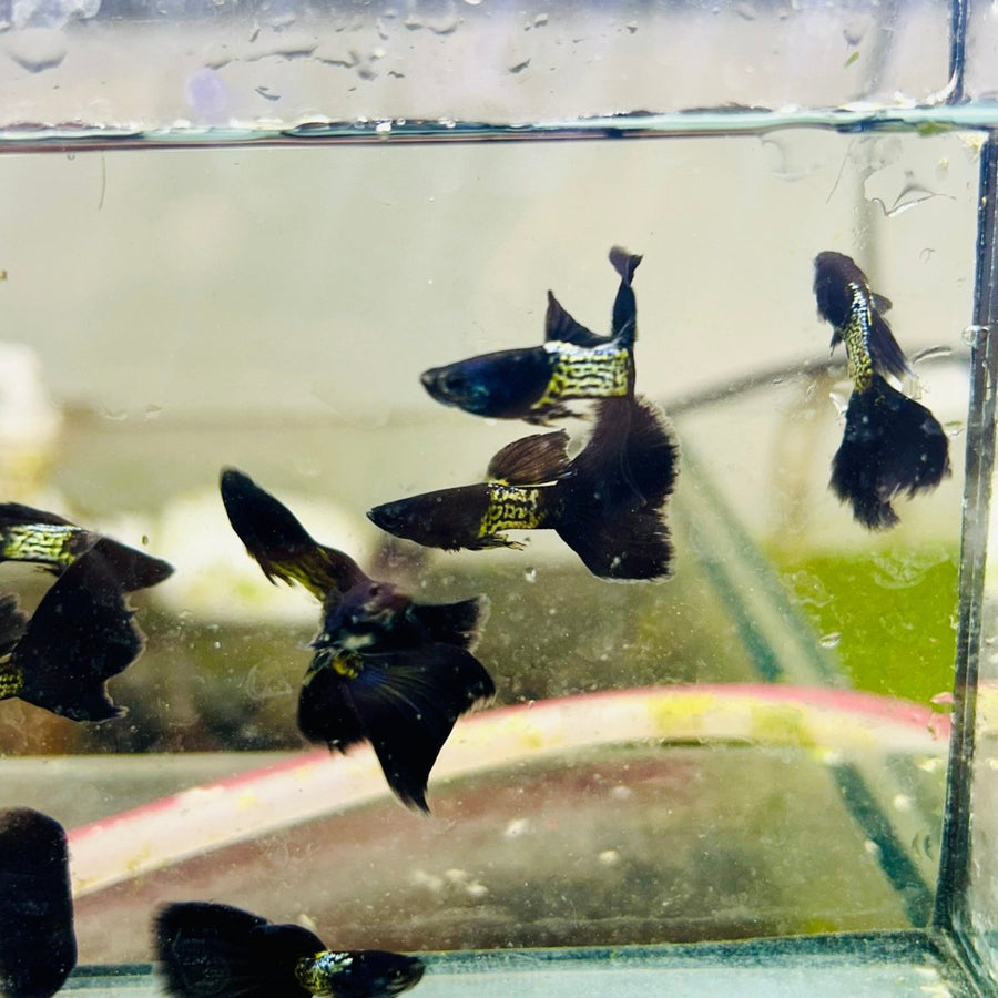 Guppy Fish Black Metal Live Guppy Fish Male guppy