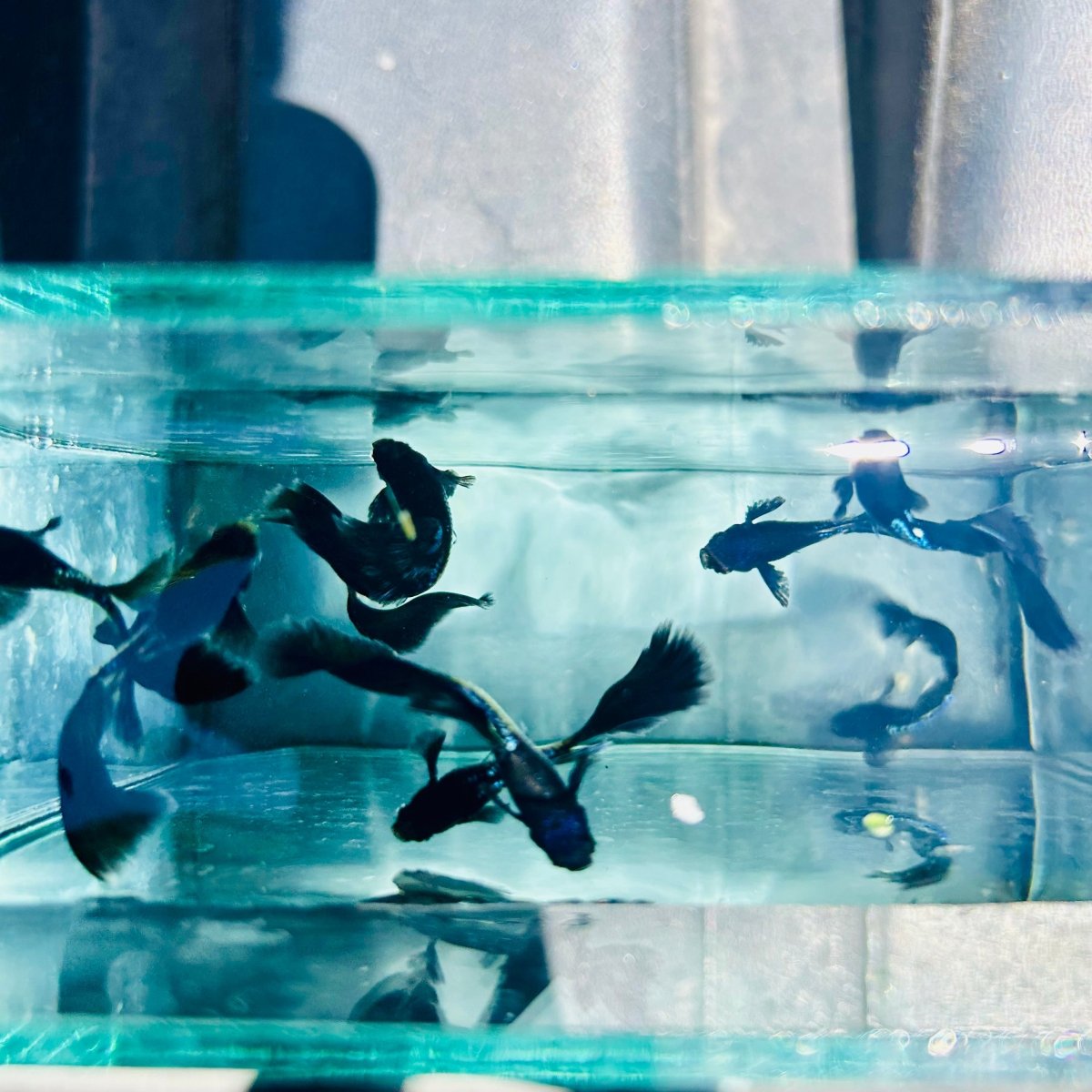 Guppy Fish Black Metal Live Guppy Fish Male guppy