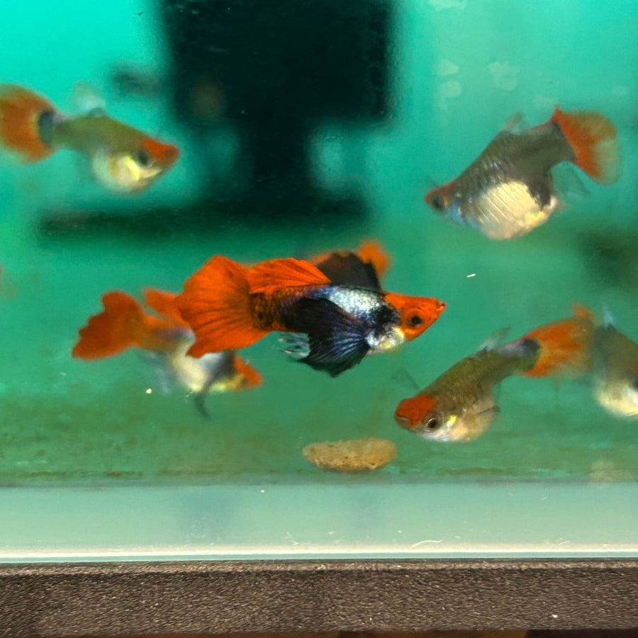 Guppy Fish Dumbo Red Tail Koi Short Body Live Guppy Fish Male guppy