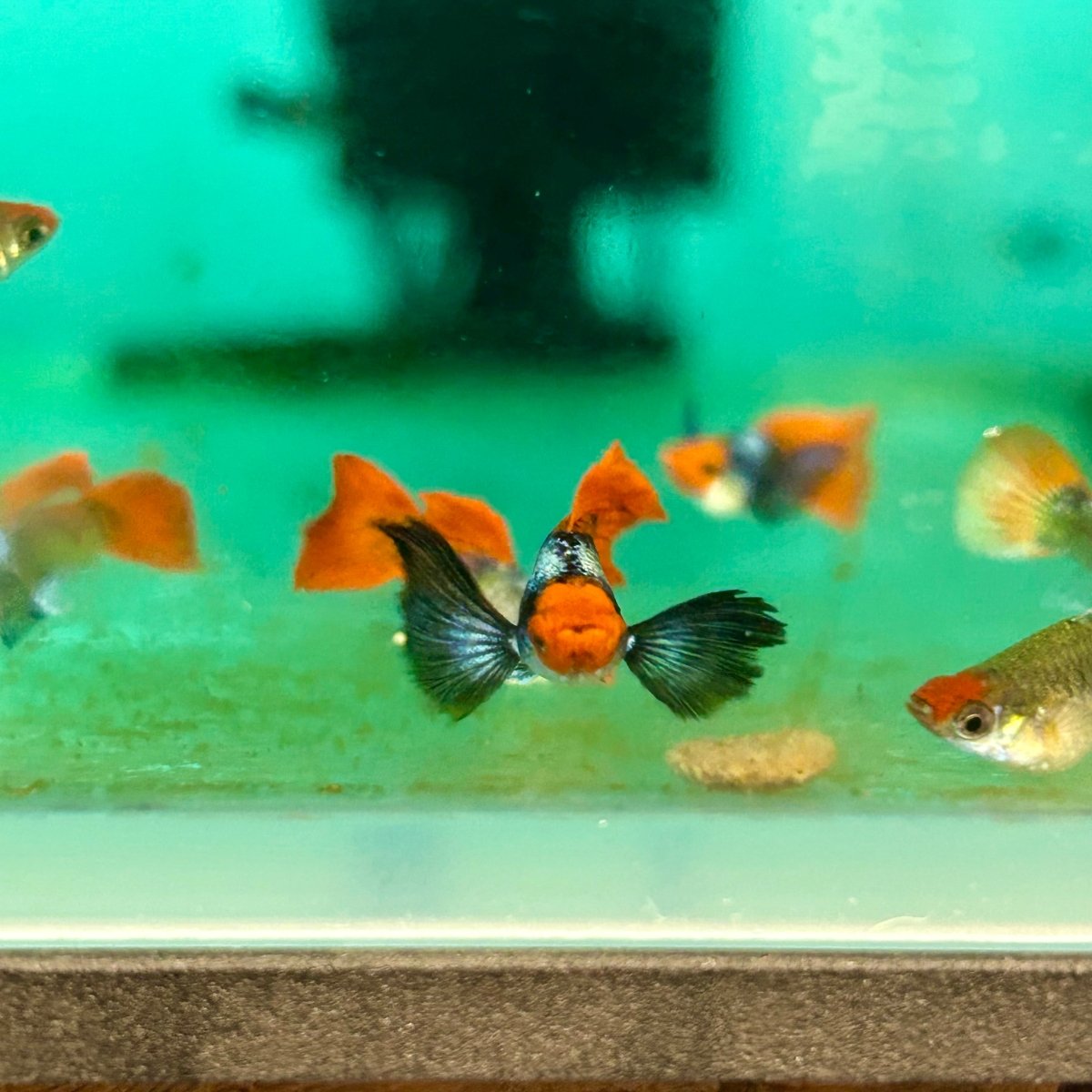 Guppy Fish Dumbo Red Tail Koi Short Body