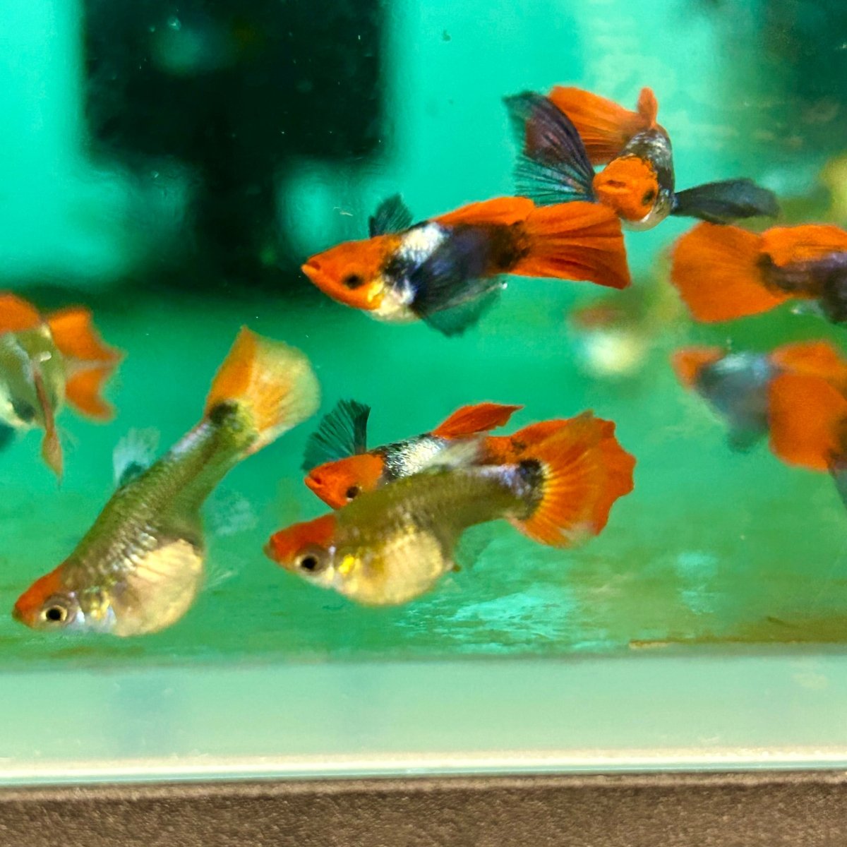 Guppy Fish Dumbo Red Tail Koi Short Body