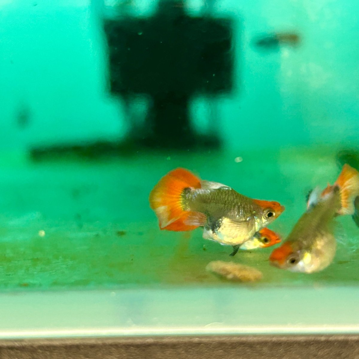 Guppy Fish Dumbo Red Tail Koi Short Body