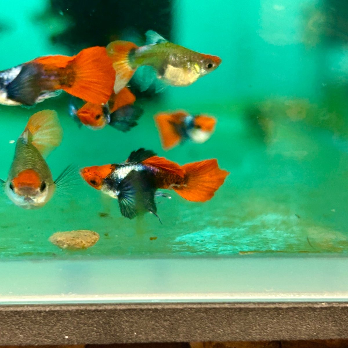 Guppy Fish Dumbo Red Tail Koi Short Body