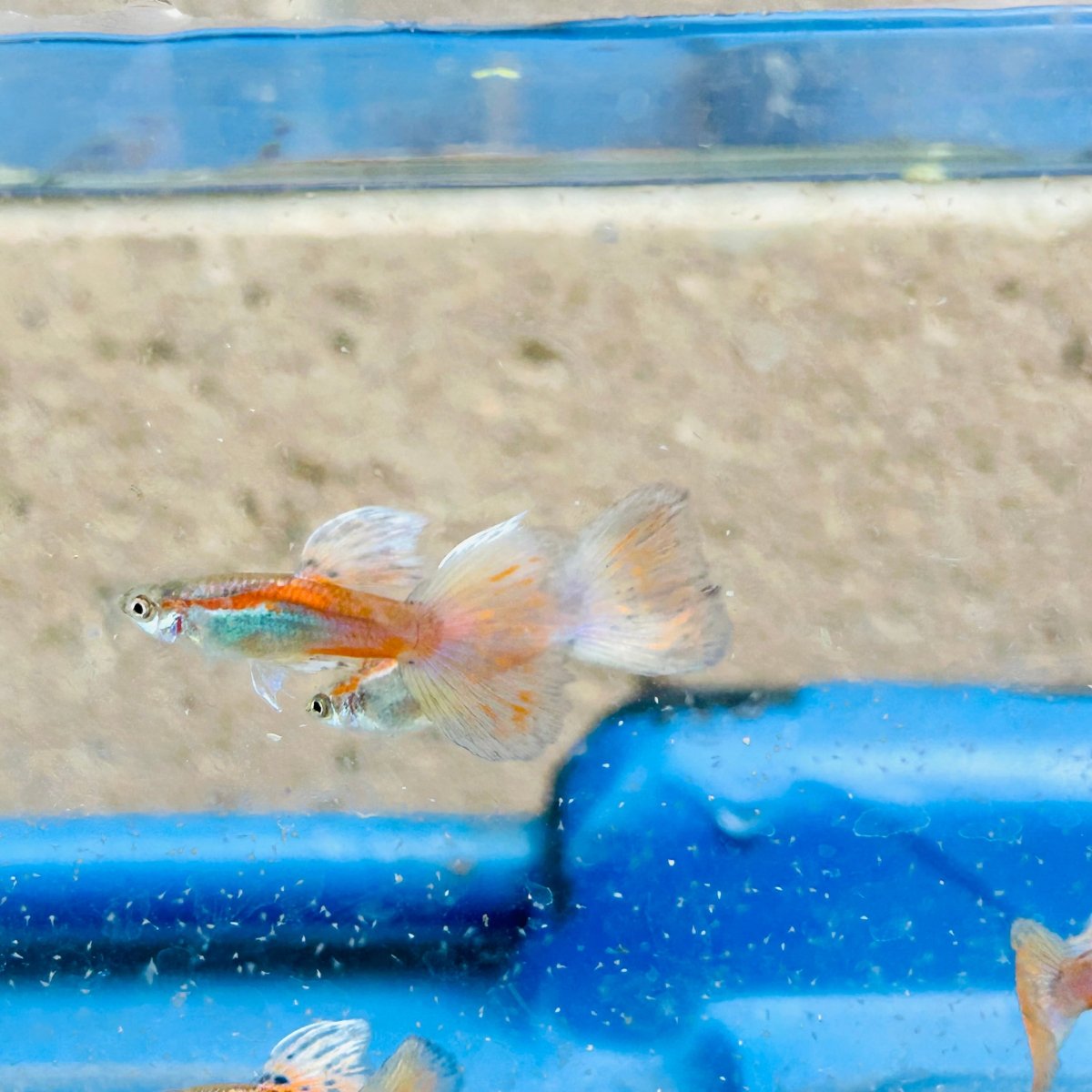 Guppy Fish Pink Grass