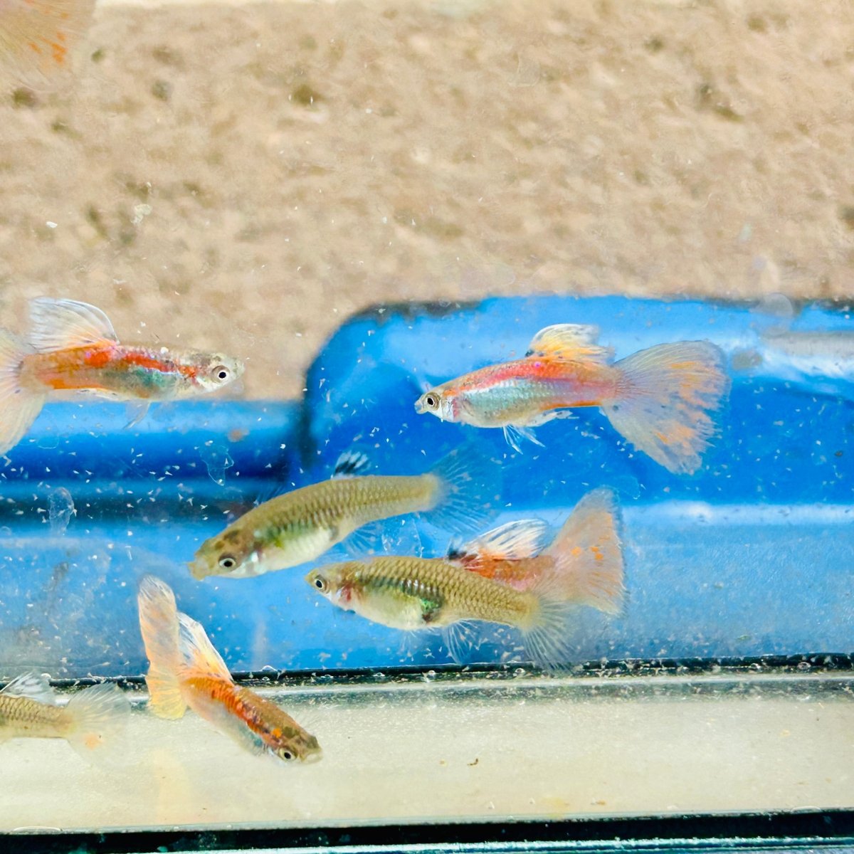 Guppy Fish Pink Grass