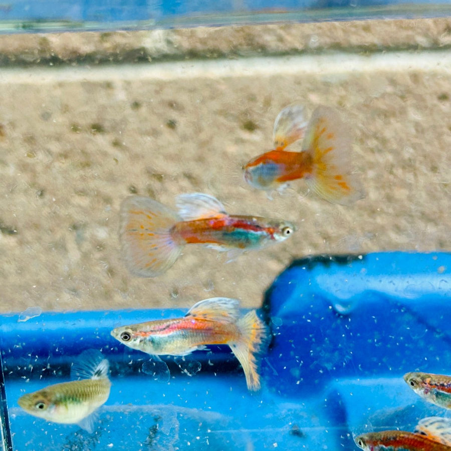 Guppy Fish Pink Grass