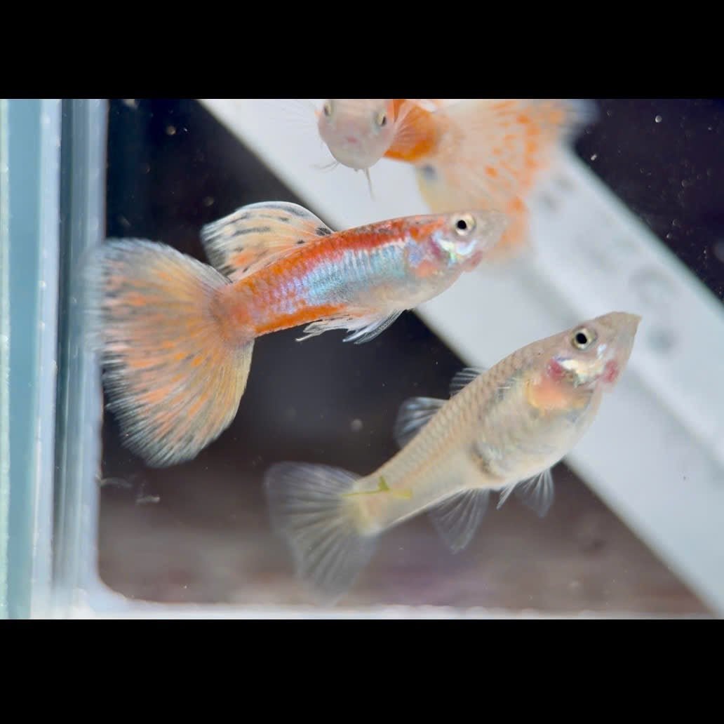 Guppy Fish Pink Grass