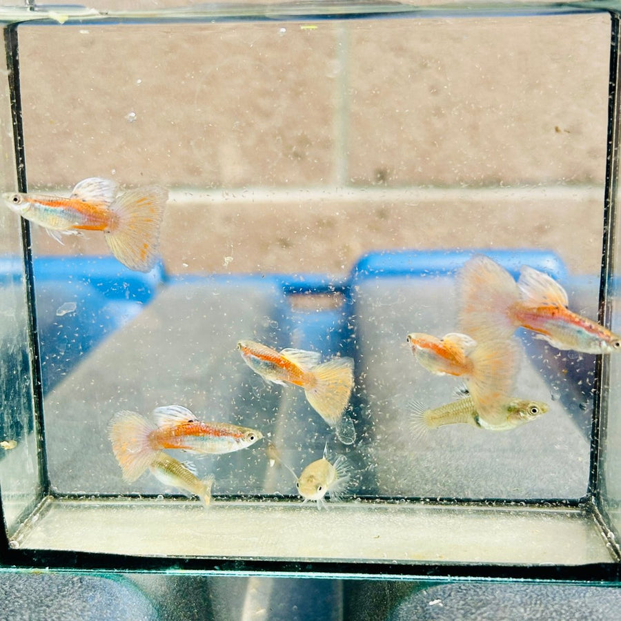 Guppy Fish Pink Grass
