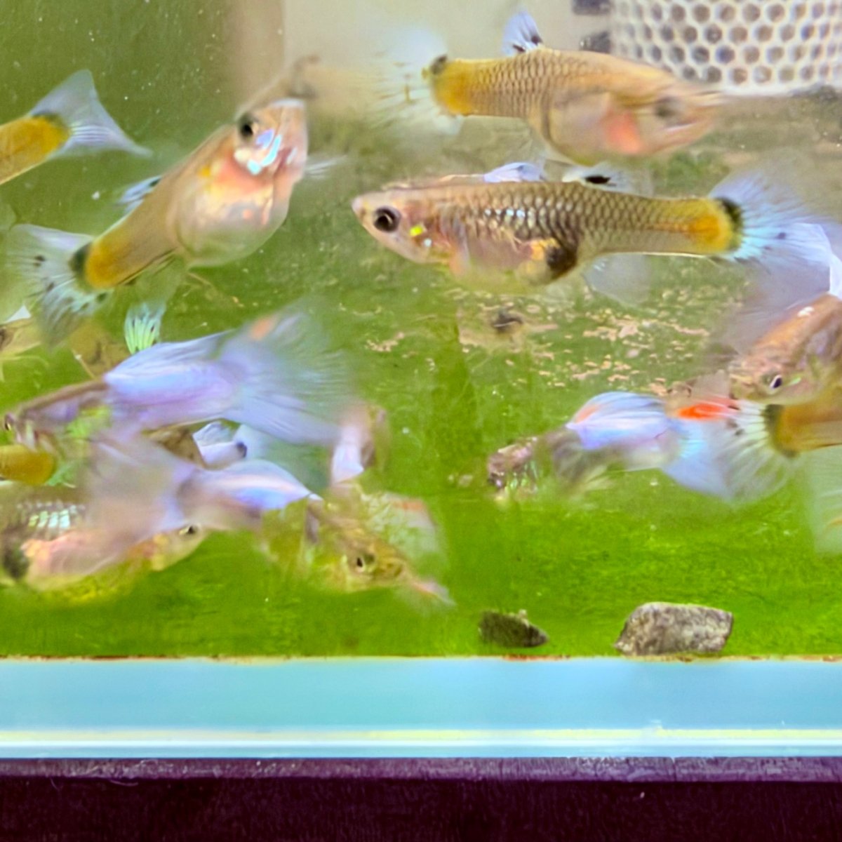 Guppy Fish Purple Grass