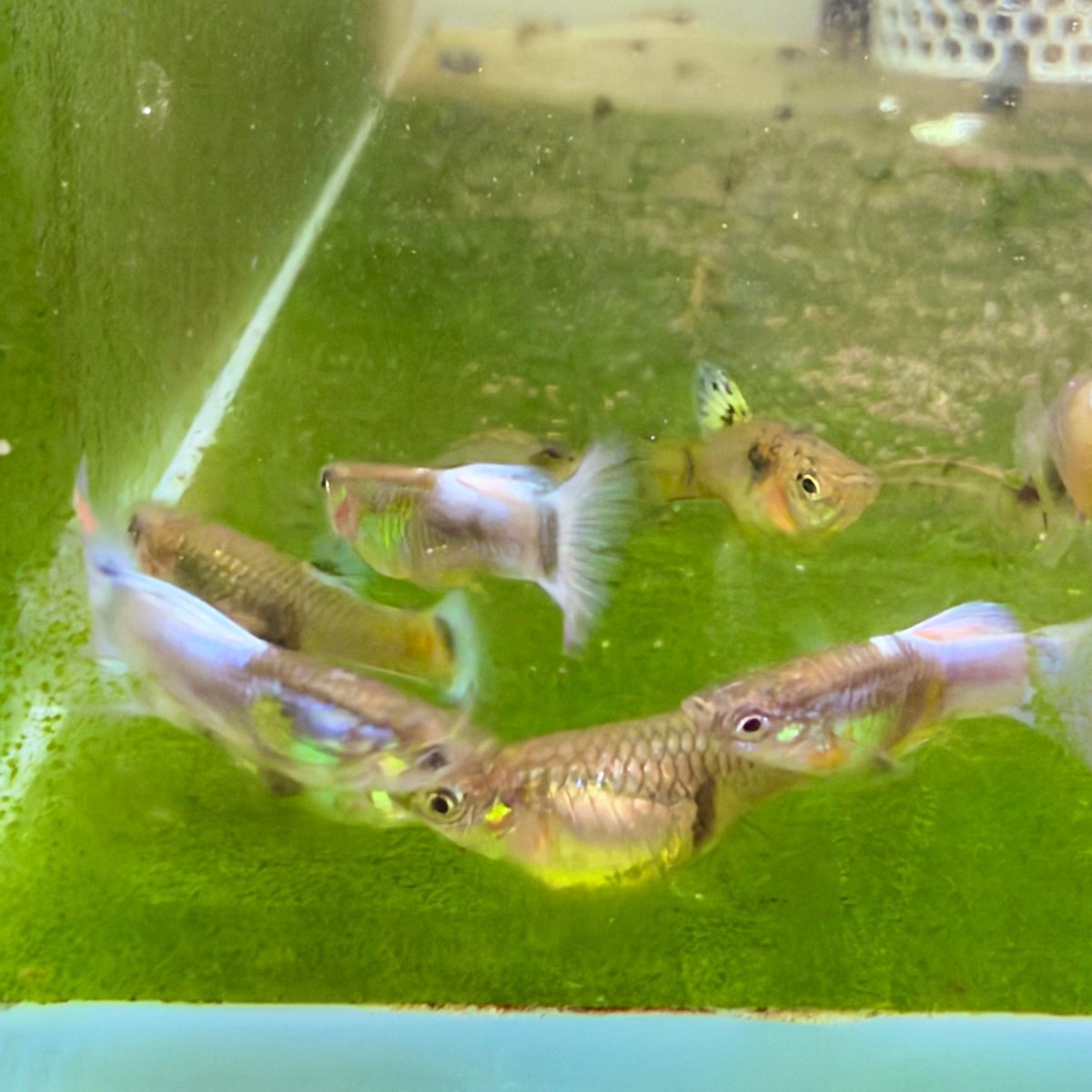 Guppy Fish Purple Grass