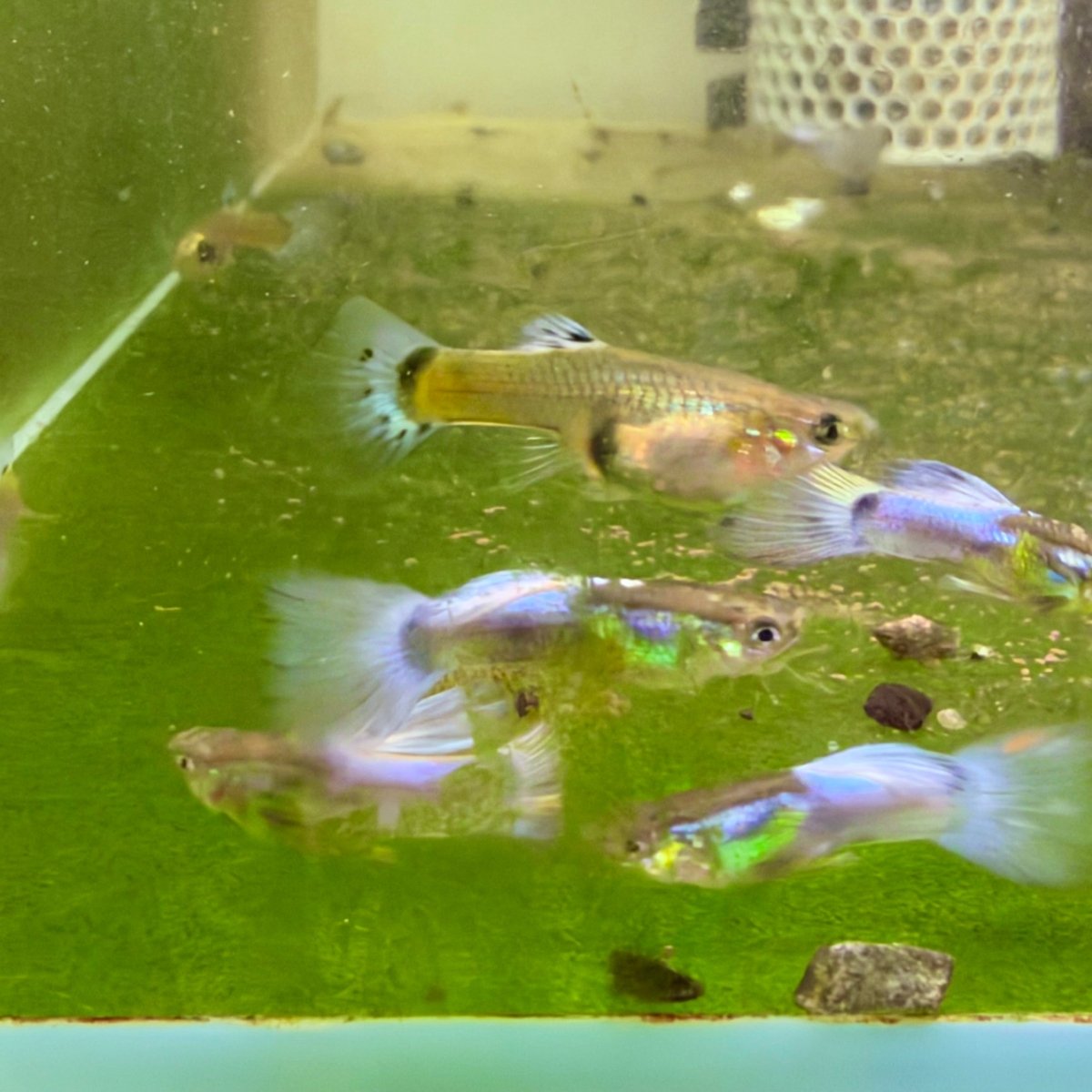 Guppy Fish Purple Grass