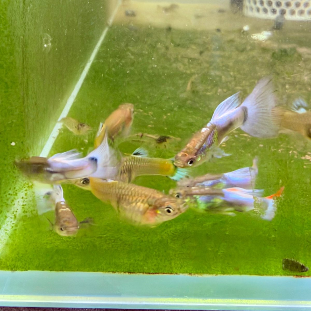 Guppy Fish Purple Grass