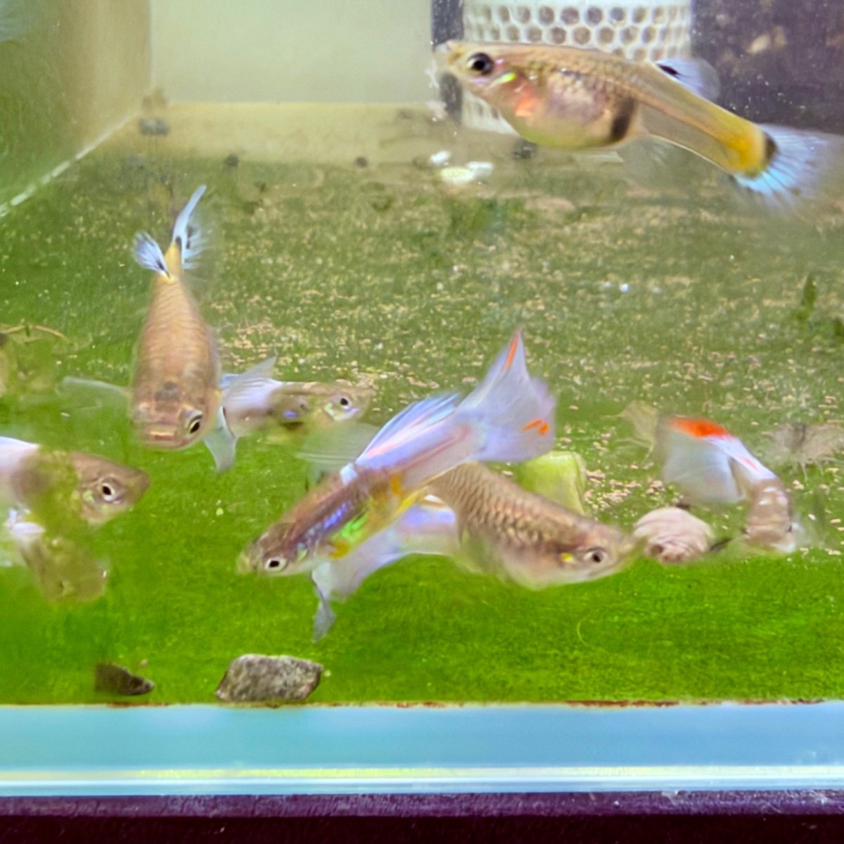 Guppy Fish Purple Grass
